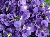 opaline
