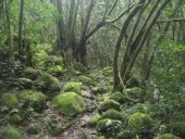 Un parfum pour se perdre dans les sous-bois