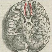 Les femmes ont plus de nez (c'est la science qui le dit)