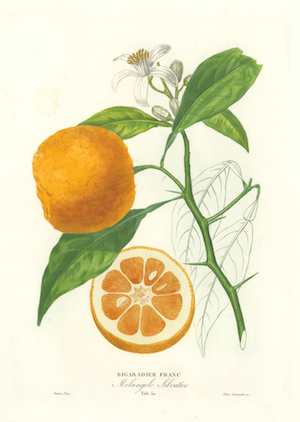 La fleur d'oranger, un monde de douceur - FAMILLE ACTUELLE